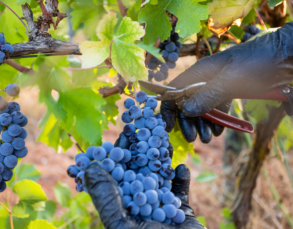 Vendemmia manuale